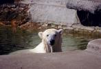 Polar Bear, AMUV01P06_11.1712