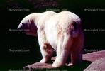 Polar Bear (Ursus maritimus), AMUV01P06_12