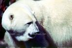 Polar Bear (Ursus maritimus), AMUV01P06_13