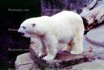 Polar Bear (Ursus maritimus), AMUV01P06_14