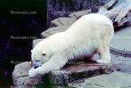 Polar Bear (Ursus maritimus), AMUV01P06_15