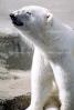 Polar Bear (Ursus maritimus), AMUV01P07_01