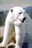 Polar Bear (Ursus maritimus), AMUV01P07_02