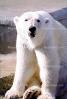 Polar Bear (Ursus maritimus), AMUV01P07_03