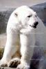 Polar Bear (Ursus maritimus), AMUV01P07_04