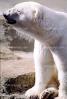 Polar Bear (Ursus maritimus), AMUV01P07_05