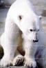 Polar Bear (Ursus maritimus), AMUV01P07_06