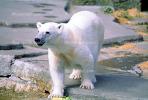 Polar Bear (Ursus maritimus), AMUV01P07_07
