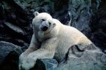 Polar Bear (Ursus maritimus), AMUV01P07_10