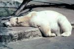 Lazy, Sleeping Polar Bear (Ursus maritimus)