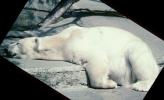 Polar Bear (Ursus maritimus), AMUV01P07_13