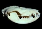 Bear Skull, Jaw, Teeth, Mandible, AMUV01P07_14