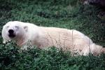 Polar Bear, AMUV01P07_18