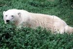 Polar Bear, AMUV01P07_19
