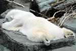 Polar Bear, AMUV01P08_01