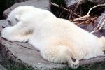 Polar Bear, AMUV01P08_02