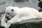 Polar Bear, AMUV01P08_03