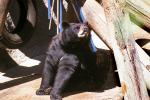 American Black Bear (Ursus americanus), AMUV01P08_05