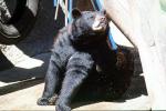 American Black Bear (Ursus americanus), AMUV01P08_05B