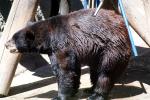 American Black Bear (Ursus americanus), AMUV01P08_06