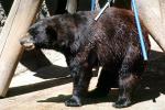 American Black Bear (Ursus americanus), AMUV01P08_08
