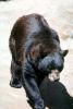 American Black Bear (Ursus americanus), AMUV01P08_09