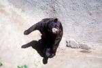 American Black Bear (Ursus americanus), AMUV01P08_10