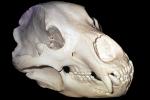 Bear Skull, bones, teeth, jaw, AMUV01P09_13