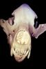 Bear Skull, bones, teeth, jaw, AMUV01P09_14