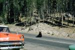 Bear sits on the road, Feeding the Bear, Dangerous Behavior, 1950s