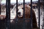 caged bear, AMUV01P10_04