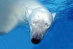 Underwater Polar Bear (Ursus maritimus), Eyes Closed
