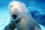 Underwater Polar Bear (Ursus maritimus), Bubbles, AMUV01P10_06