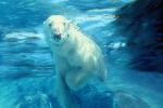 Underwater Polar Bear (Ursus maritimus), Bubbles, AMUV01P10_07