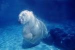 Underwater Polar Bear (Ursus maritimus), Bubbles, AMUV01P10_08