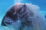 Underwater Polar Bear (Ursus maritimus), Bubbles