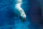 Underwater Polar Bear (Ursus maritimus), Bubbles, AMUV01P10_10