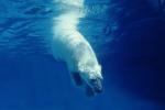 Underwater Polar Bear (Ursus maritimus)