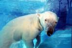 Underwater Polar Bear (Ursus maritimus), Bubbles, AMUV01P10_12