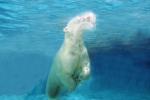 Underwater Polar Bear (Ursus maritimus), Bubbles, AMUV01P10_13