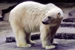 Polar Bear (Ursus maritimus), AMUV01P10_14