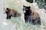 Black Bear cub, AMUV01P10_15