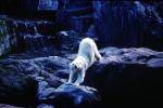 Polar Bear, zoo