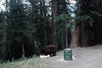 Bear Rummaging a Trash Can, 1960s