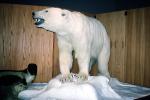Polar Bear, Taxidermy, AMUV01P12_04