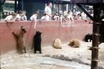 Onlookers feeding bears, zoo, AMUV01P12_07