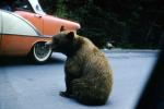 Feeding the Bear, Dangerous Behavior, cars, automobiles, vehicles, 1950s, AMUV01P12_17