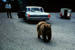 Feeding the Bear, Dangerous Behavior, Cars, 1960s, AMUV01P13_01