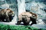 Bears, Zoo