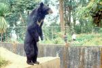 Tall Standing Bear, Zoo, AMUV01P13_06